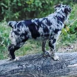 Australian Shepherd Puppies from Diamond Aussies N the Rough