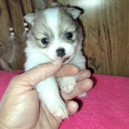 Boy 1 - Chocolate merle male Pomeranian puppy in Lore City, Ohio from Tonia's Pomeranians