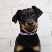 Elderberry - Black and rust male Beauceron puppy in Seattle, Washington from SilverStruck Kennels