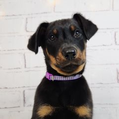 Elderberry - Black and rust male Beauceron puppy in Seattle, Washington from SilverStruck Kennels