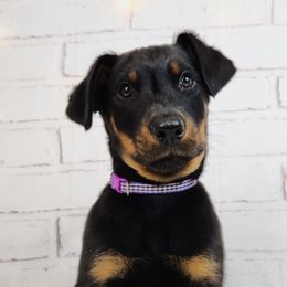 Elderberry - Black and rust male Beauceron puppy in Seattle, Washington from SilverStruck Kennels
