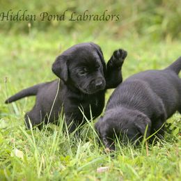 Labrador Retriever Puppies from Hidden Pond Kennel