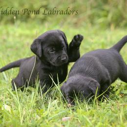 Labrador Retriever Puppies from Hidden Pond Kennel