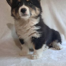 Pembroke Welsh Corgi All Grown Up from Cedar Trail Corgis