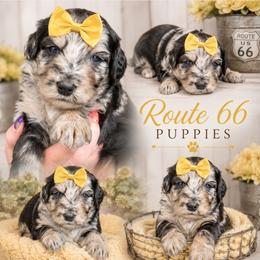 Girl 1, Marla - Blue merle female Bernedoodle puppy in Delphos, Ohio from Route 66 Poodles & Doodles, Sapphire Shih-tzu's of Ohio