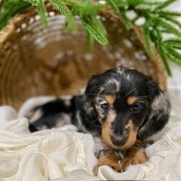 Dachshund Puppies from Down The Hill Potterdale