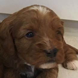 Male 2 - Red  male Goldendoodle puppy in Fredericksburg, Ohio from Timshell Farm Specialty Crossbreed Puppies
