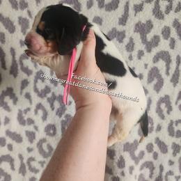 Pink collar - Black white and brown female Basset Hound puppy in Alton, Illinois from Show Me Great Danes and Basset Hounds