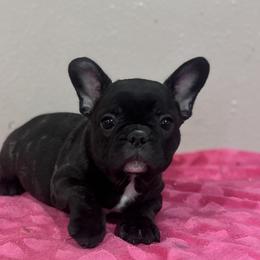 Brindle girl - Brindle female French Bulldog puppy in Nevis, Minnesota from Faithful Acres French Bulldogs
