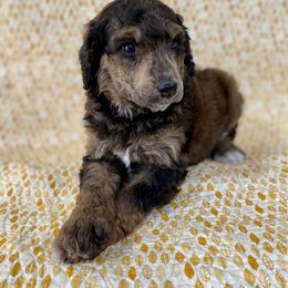 Poodle Puppies from Lenca Kennels