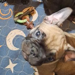 French Bulldogs from TRBC Frenchies