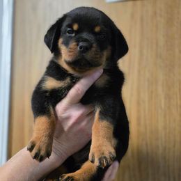 EVA (lime green collar) - Black and mahogany female Rottweiler puppy in Cottage Grove, Oregon from Divine Rottweilers