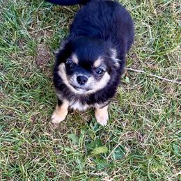 Bek - Chihuahua