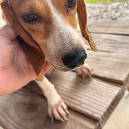 Ann - Beagle