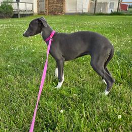 Female 1 - Blue female Whippet puppy in Steamboat Rock, Iowa from River Valley Canines