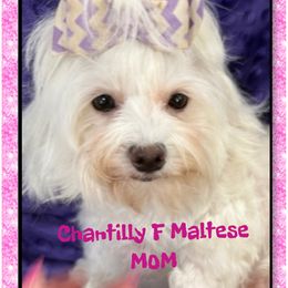 Chantilly Lace - Maltese