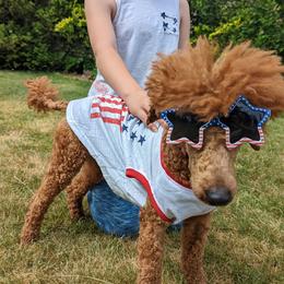 Deter - Poodle