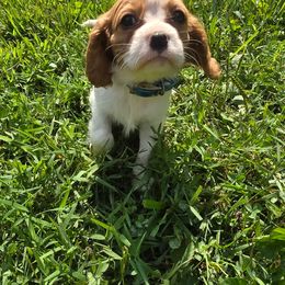 Molly - Blenheim female Cavalier King Charles Spaniel puppy in Pennsylvania from Julie's Cavalier King Charles Spaniels