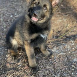 German Shepherd Puppies from von der Ryndal German Shepherds