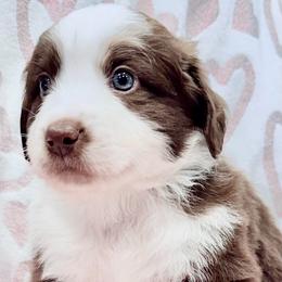 Green collar - Red tri male Miniature Australian Shepherd puppy in 32046, Florida from River Hill Ranch