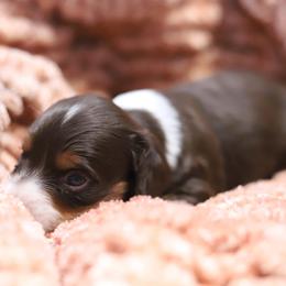 Flynn - Chocolate and tan male Dachshund puppy in Eaton, Ohio from Miniature Alphas Dachshunds