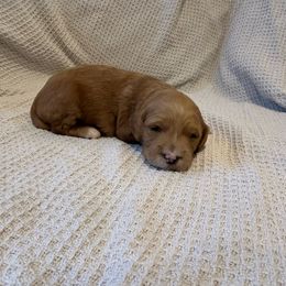 Girl 2 - Apricot Goldendoodle puppy in Ellington, Connecticut from Willow Grace Doodles