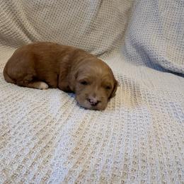 Girl 2 - Apricot Goldendoodle puppy in Ellington, Connecticut from Willow Grace Doodles