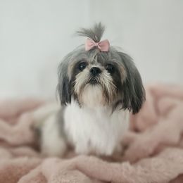 Roxy - Shih Tzu