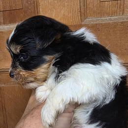 Domino - Black tan and white male Biewer Terrier puppy in Jamesville, New York from Mark Carfagno's Pups