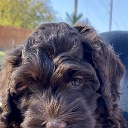 Australian Labradoodle Puppies from Lakeview Labradoodles
