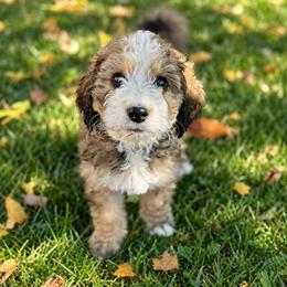 Poe - Brown and white male Bernedoodle puppy in Springville, Utah from Oodles of Bernedoodles