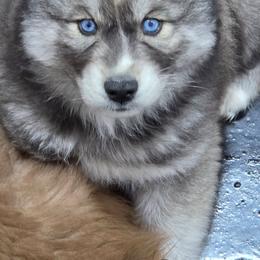 Sparkles - Agouti and white female Siberian Husky puppy in East Tawas, Michigan from BurnsBerg's Woolies
