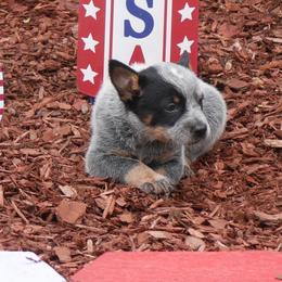 Betsy Ross - Blue mottled female Australian Cattle Dog puppy in Buffalo Valley, Tennessee from Buffalo Valley Breeders