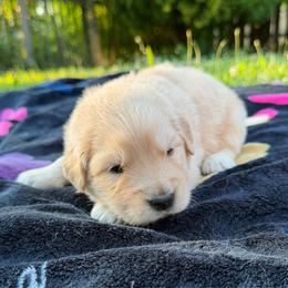 Clara Bow - Golden female Golden Retriever puppy in Lebanon, Indiana from Skyland Golden Retrievers
