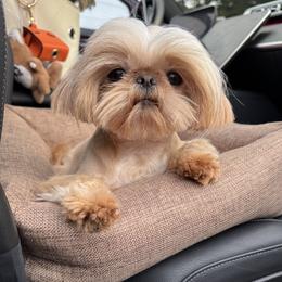 Halo - Shih Tzu