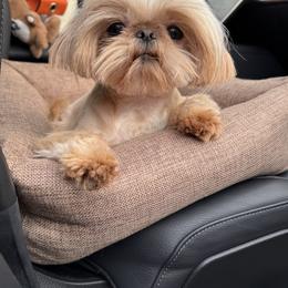 Halo - Shih Tzu