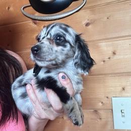 Fern - Dapple female Dachshund puppy in Cheyenne, Wyoming from Great Basin Hounds