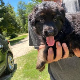 German Shepherd Puppies from Bell’s Shepherd Acres