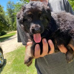German Shepherd Puppies from Bell’s Shepherd Acres