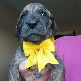Yellow collar - Brindle female Great Dane puppy in Warren, Ohio from Loyal-Loves Great Danes