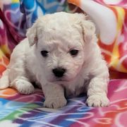 Lauren (pink girl) - White female Bolognese puppy in San Antonio, Texas from My Regal Bolognese
