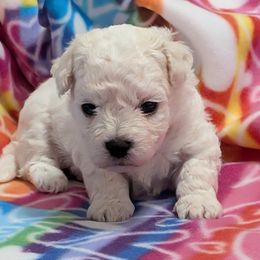 Lauren (pink girl) - White female Bolognese puppy in San Antonio, Texas from My Regal Bolognese
