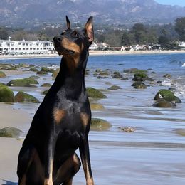 Doberman Pinscher Puppies from Obsidian Kennels