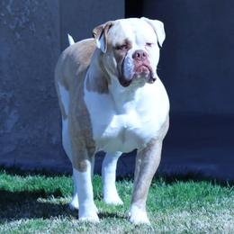 Athena  - American Bulldog