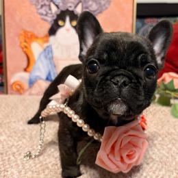 Birdie - Brindle and white female French Bulldog puppy in Wilkesboro, North Carolina from Frannie and Annie Shih Tzu Babies