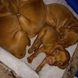 Vizsla Puppies from Char's Vizslas