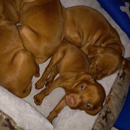 Vizsla Puppies from Char's Vizslas