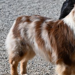 Ranger - Australian Shepherd