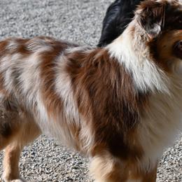 Ranger - Australian Shepherd
