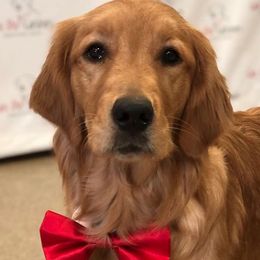 Golden Retrievers and Labrador Retrievers from Can Do Canines Assistance Dogs